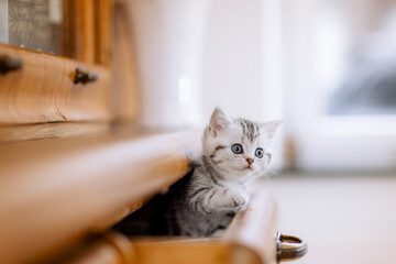 Katzenkind im Kaus, Wohnung, Wohnzimmer, Kätzchen