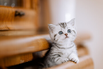 Katzenkind im Kaus, Wohnung, Wohnzimmer, Kätzchen