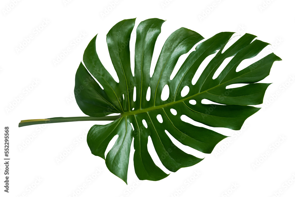 Wall mural Monstera leaves leaves with Isolate Leaves on transparent background PNG file	