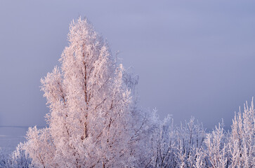 Snow-covered lonely standing tree in frosty winter twilight