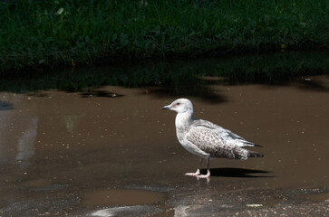 A motley gull walks along an asphalt road next to a puddle