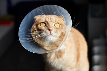 Scottish ginger cat in veterinary plastic cone on head at recovery, animal healthcare, Veterinary...