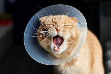 Scottish ginger cat in veterinary plastic cone on head at recovery, animal healthcare, Veterinary...