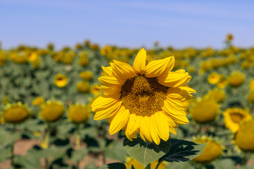 Fototapeta premium Bright yellow inflorescence of young sunflower (Helianthus annuus) with wide petals in frontal center in focus, against unfocused background of blue sky and sunflower field on bright summer morning