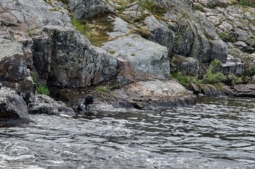Diver in a wetsuit near the rocky shore of a mountain river