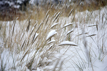 Fototapeta premium Dry reed grass covered with white fluffy snow, winter photo, selective focus