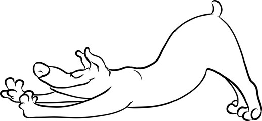 Hund in Yogapose streckt und räkelt sich genüsslich