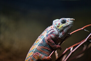 chameleon Chamäleon camelion close up of a lizard