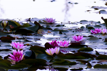Pink waterlily in raw in the pond. - 552297796