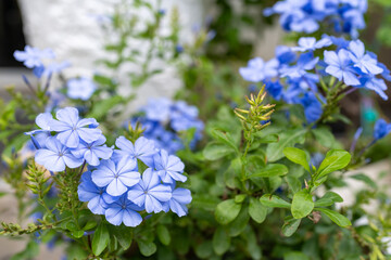 Blooming cape leadwort in white pot.