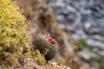 cactus with red fruits at the coast of Pichilemu, Chile