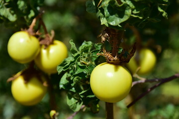 Solanum linnaeanum nightshade species known as devil's apple