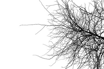 Silhouette Bare Tree Branches