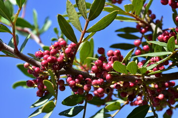 Pistacia lentiscus also lentisk or mastic evergreen shrub
