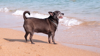 Happy chihuahua dog smiles on the shore of the sea beach. The dog walks along the beach and looks at the ocean. Vacation and holiday concept with pets. 