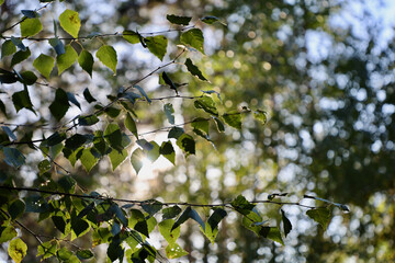 Leaves on a tree against the background of the sky and trees. Branches with leaves on a tree against the backdrop of sunlight.