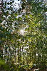 Leaves on a tree against the background of the sky and trees. Branches with leaves on a tree against the backdrop of sunlight.