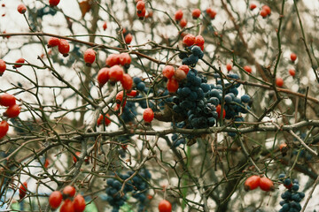 Bunches of wild rose and grapes in winter. Branches with wild rose and grapes without leaves - late autumn