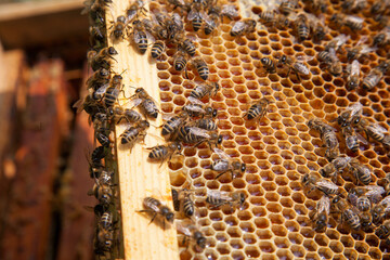 Working bee on the honeycomb with sweet honey..