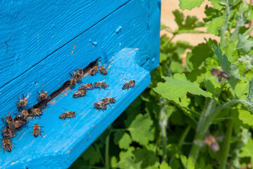 Obraz na płótnie Canvas Swarming bees at the entrance of old beehive in apiary..