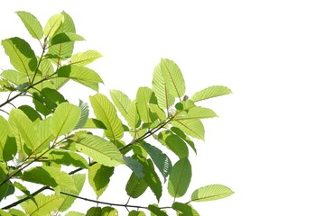 In selective focus a branch of Kratom leaves on white isolated background for green foliage backdrop with copy space