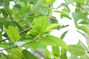 In Selective focus a twig of Kratom leaves with blurred green nature background 