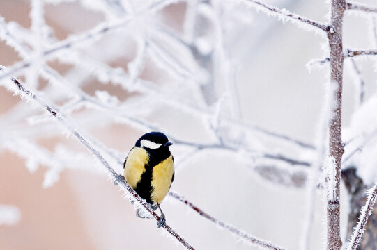 a little tit bird sits among tree branches covered with cold snow and hoarfrost crystals in a bright white winter park