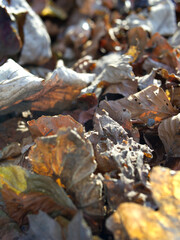 Close up views of autumn leaves on the ground in early winter sun.
