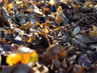 Close up views of autumn leaves on the ground in early winter sun.
