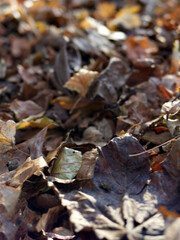 Close up views of autumn leaves on the ground in early winter sun.
