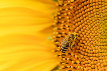 Honey bee pollinating sunflower. Macro shot.