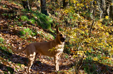 Belgian shepherd in profile view and looking away near a small yellow tree on a footpath forest in autumn