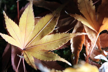地面の苔の上に落ちた大きな黄色の紅葉
