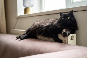 Black cat laying on the couch next to a radiator. Lazy domestic pet resting inside on a cold winter day