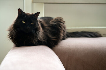 Black cat laying on the couch next to a radiator. Lazy domestic pet resting inside on a cold winter...