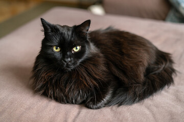 Black cat laying down on a couch in a living room. Lazy domestic pet resting indoors.