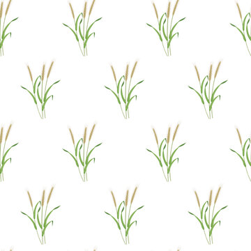 Botanical seamless background. Rye pattern on white background. Texture from cereal plants for decorating kitchen tablecloths, packaging for baking, bread.