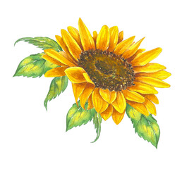 Watercolor illustration of a sunflower with green leaves.