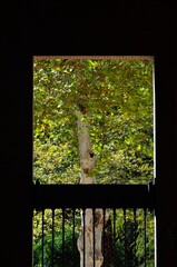 Detalle de árbol junto a la Plaza de España, Parque de Maria Luisa, Sevilla