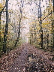 Obraz premium path in autumn forest