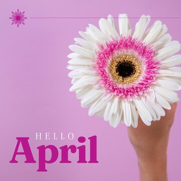 Composition of hello april text over flowers on pink background
