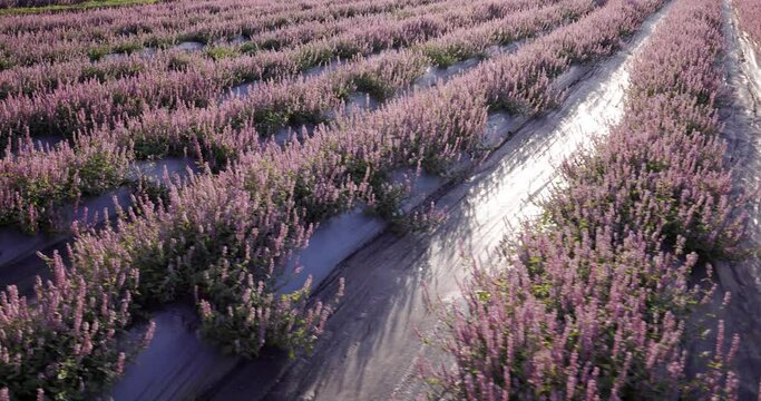 Chinese Mesona flower field in Taoyuan Yangmei District