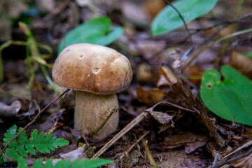 Single Boletus mushroom in the wild. Porcini mushroom grows on the forest floor at autumn season..