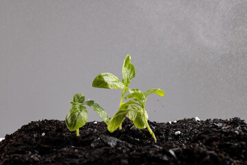 Green seedlings in dark soil with fertiliser, and misting water on grey background with copy space