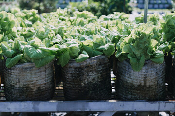 female farmer working early on farm holding wood basket of fresh vegetables and tablet.