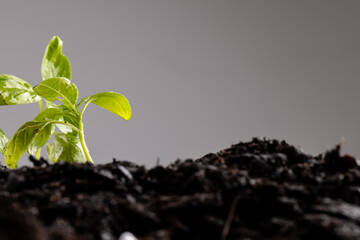 Green seedlings in rich dark soil on grey background with copy space