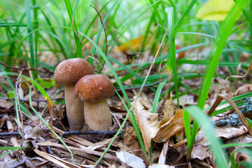 Mushroom family of boletus mushroom in the wild. Porcini mushroom grows on the forest floor at autumn season..