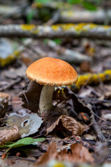 Single red boletus mushroom in the wild. Red boletus mushroom grows on the forest floor at autumn season..