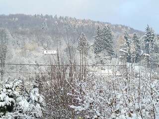 snow covered trees