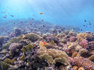 Fototapeta na wymiar Underwater life of reef with corals, shoal of Lyretail anthias (Pseudanthias squamipinnis) and other kinds of tropical fish. Coral Reef at the Red Sea, Egypt.